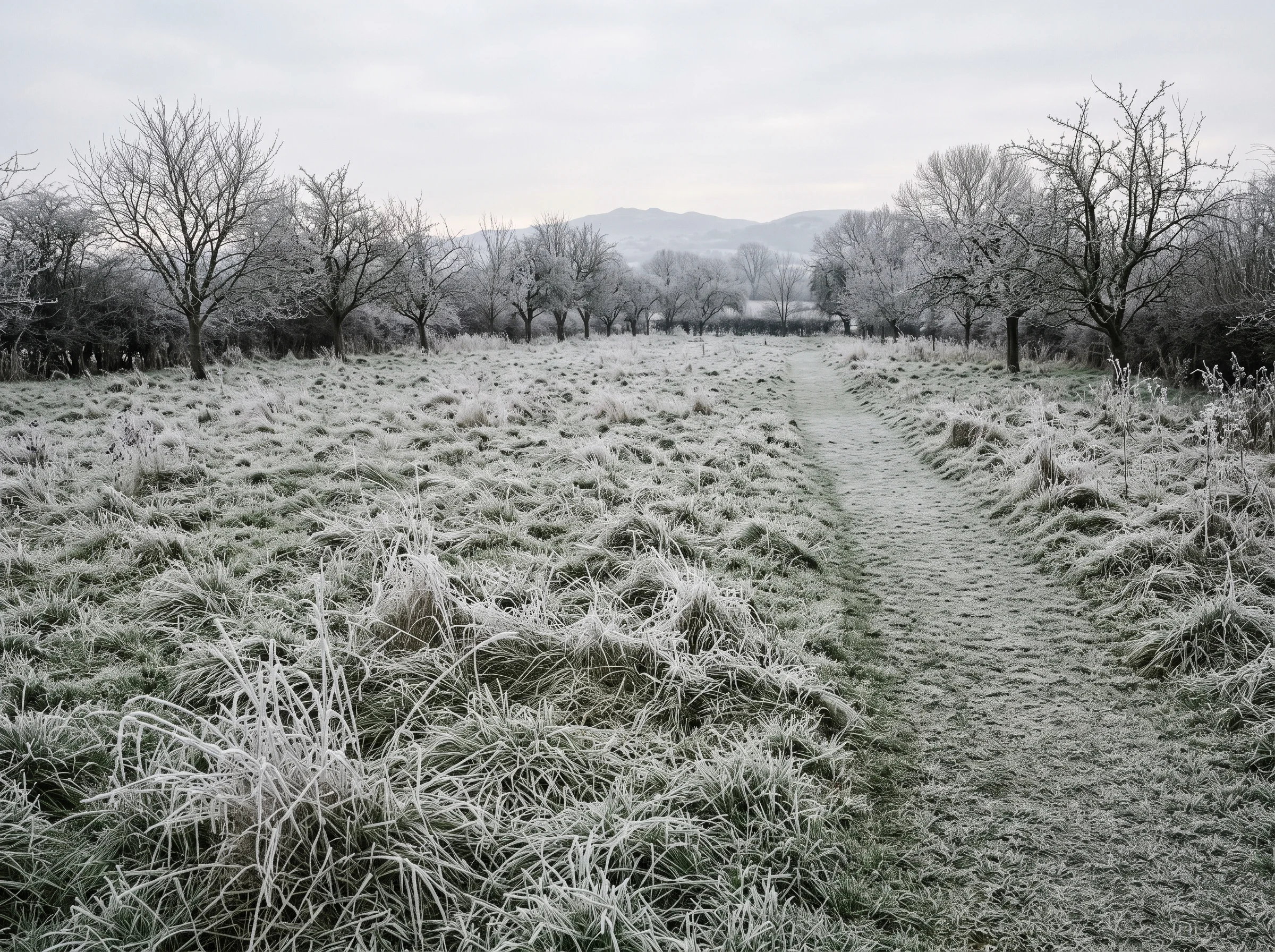 The same meadow in January, frosted tussocks and a rimed mown path between bare trees